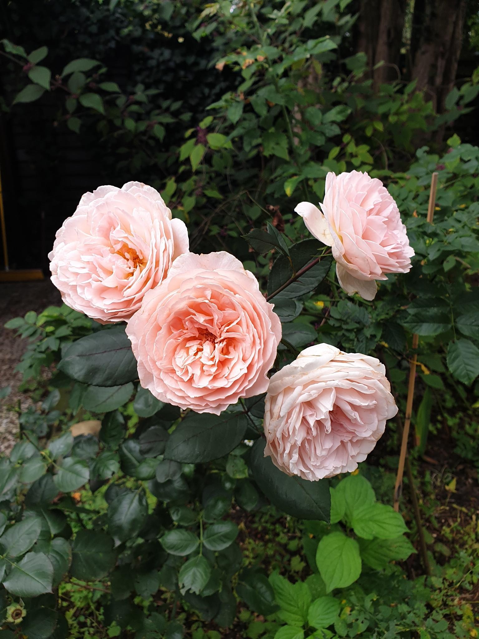 3 große zartrosa Rosen in unserem Garten